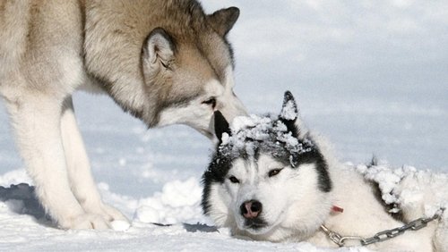Eight Below - <a class='seoclass' href='/phim/eight-below-345' title='Xem phim Âm Tám Độ'>Âm Tám Độ</a> - Hình 1